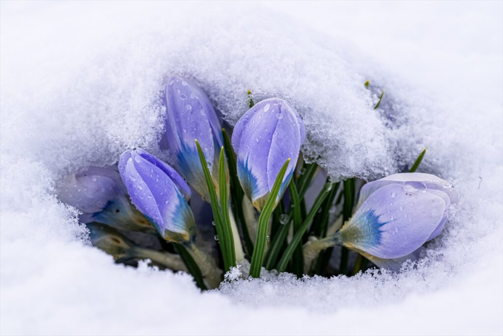 AA-20260411-41077138-41077127-KARSTA_BAHARIN_MUJDECISI_KAR_CICEKLERI_BEYAZ_ORTUNUN_ALTINDA_KALDI