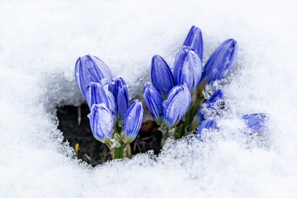 AA-20260411-41077138-41077135-KARSTA_BAHARIN_MUJDECISI_KAR_CICEKLERI_BEYAZ_ORTUNUN_ALTINDA_KALDI