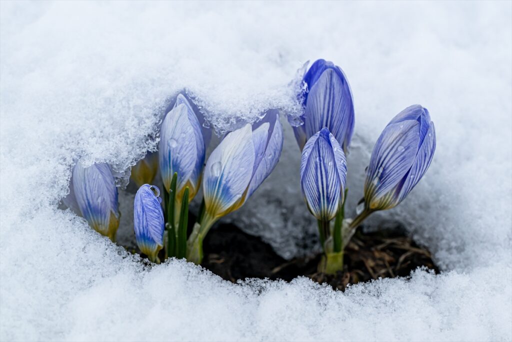 AA-20260411-41077138-41077136-KARSTA_BAHARIN_MUJDECISI_KAR_CICEKLERI_BEYAZ_ORTUNUN_ALTINDA_KALDI