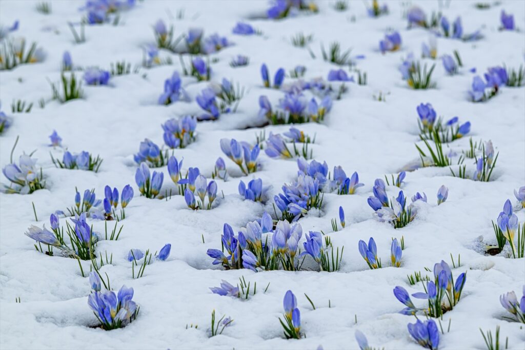 AA-20260411-41077138-41077137-KARSTA_BAHARIN_MUJDECISI_KAR_CICEKLERI_BEYAZ_ORTUNUN_ALTINDA_KALDI