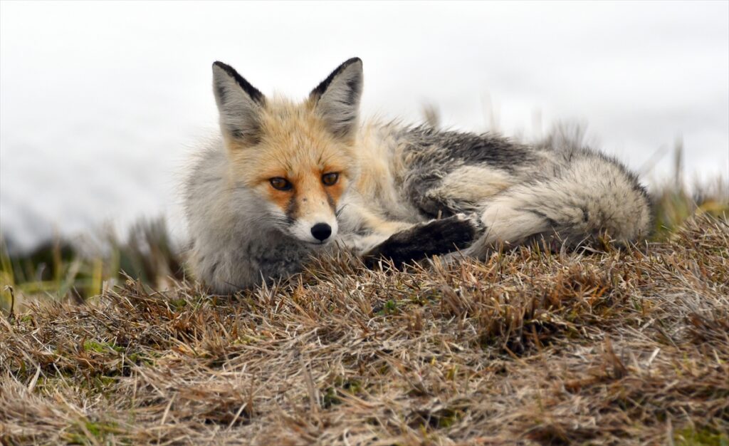 Kars’ta yaban hayvanları yiyecek ararken görüntülendi