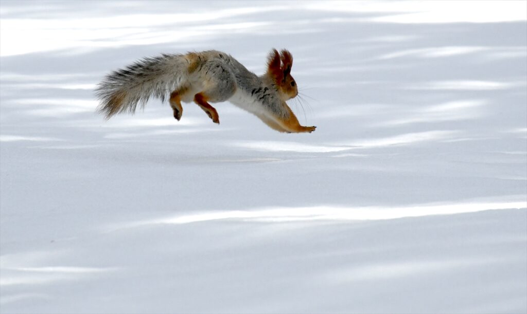 Kars’ta yaban hayvanları yiyecek ararken görüntülendi