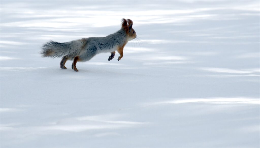 Kars’ta yaban hayvanları yiyecek ararken görüntülendi