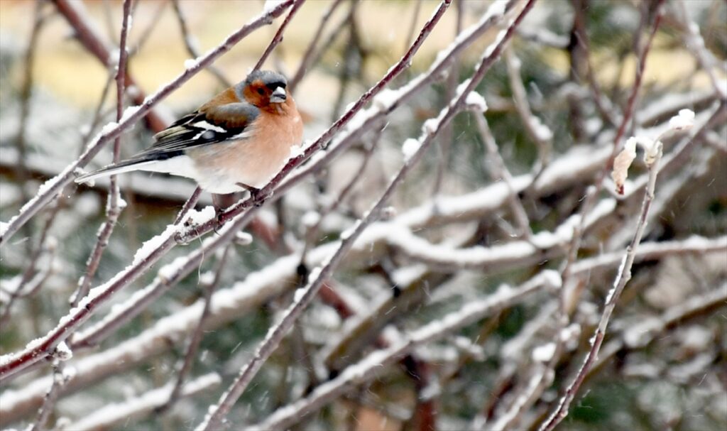 Kars’ta yaban hayvanları yiyecek ararken görüntülendi