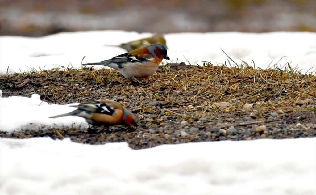 Kars’ta yaban hayvanları yiyecek ararken görüntülendi