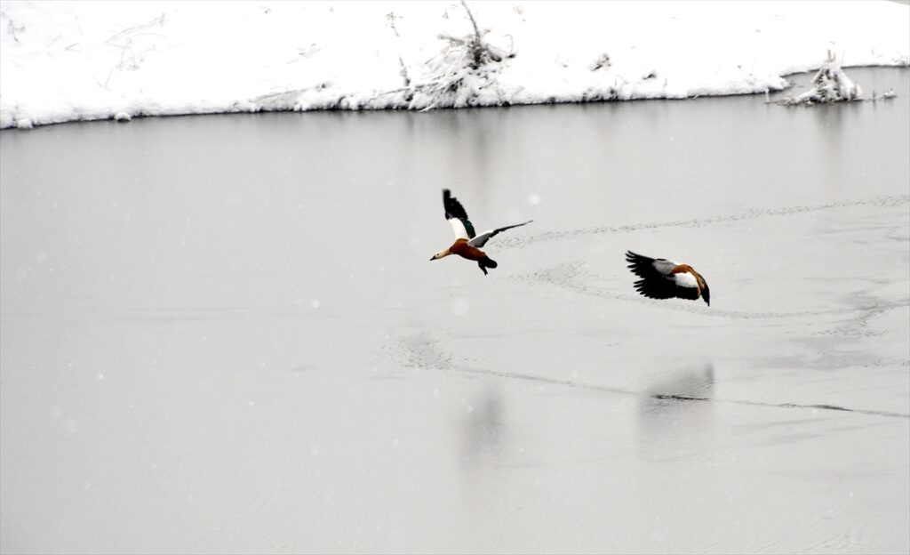 Kars’ta yaban hayvanları yiyecek ararken görüntülendi