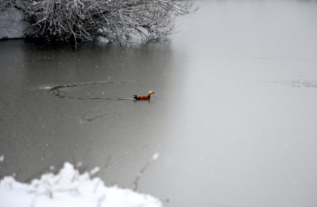 Kars’ta yaban hayvanları yiyecek ararken görüntülendi