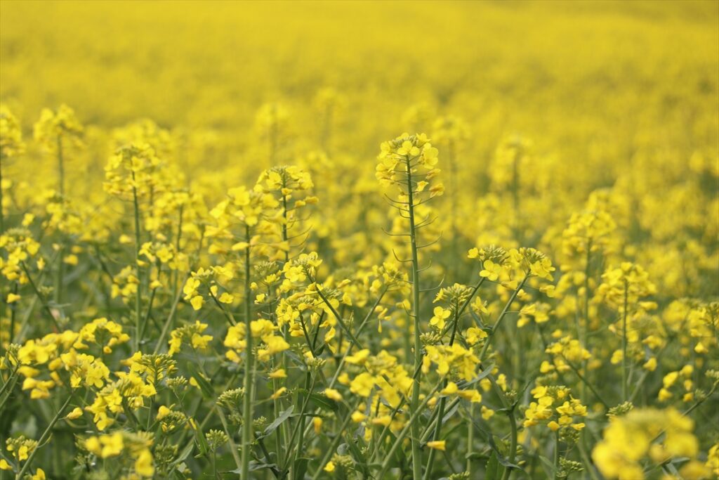 Tekirdağ’da “sarı gelin” tarlaları renklendirdi