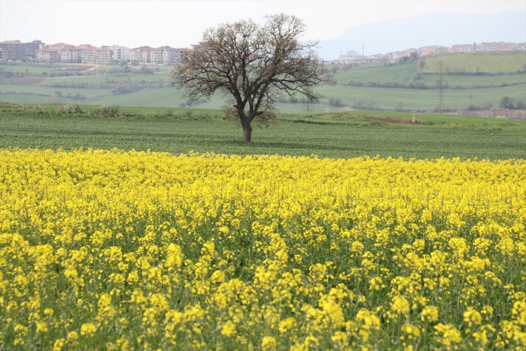 Tekirdağ’da “sarı gelin” tarlaları renklendirdi