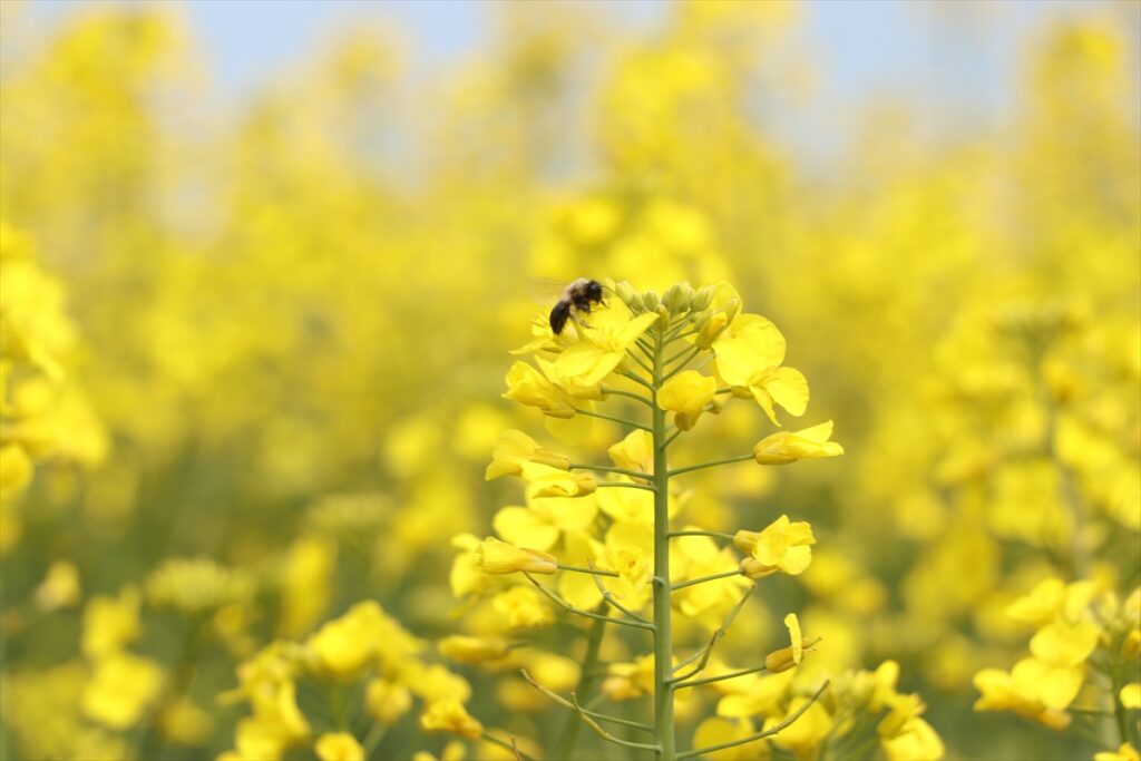 Tekirdağ’da “sarı gelin” tarlaları renklendirdi