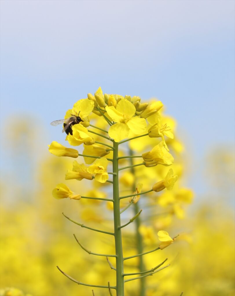 Tekirdağ’da “sarı gelin” tarlaları renklendirdi